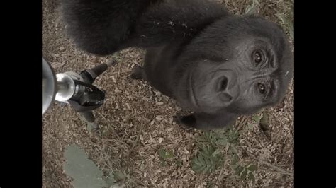 360 Video Shows Gorilla Kissing Camera Youtube