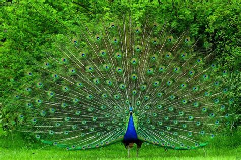 Animal Peacock Hd Wallpaper