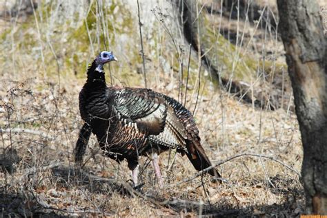 Tools You Need To Take Turkeys Day Muzzleloading And Bowhunting