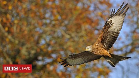 Red Kite 30 Year Chilterns Project A Conservation Success Red Kite