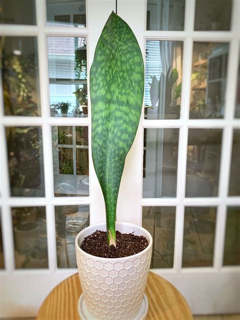 The fin whale (balaenoptera physalus), also known as finback whale or common rorqual and formerly known as herring whale or razorback whale, is a cetacean belonging to the parvorder of baleen whales. How to Propagate a Whale Fin Sansevieria in 2020 | Snake ...