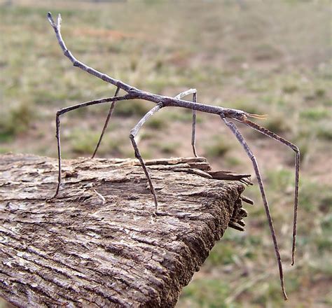 Phobaeticus Chani A Stick Bug From Borneo Is The Worlds Longest