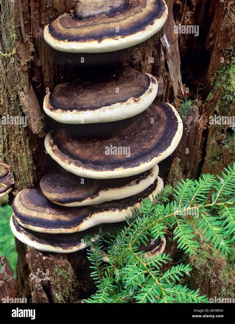 Shelf Fungus Hi Res Stock Photography And Images Alamy