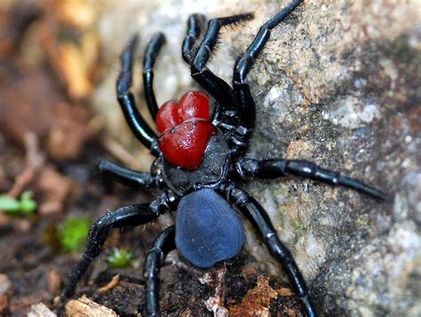 Red Headed Mouse Spider Australian Geographic