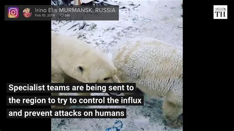 Mass Invasion Of Polar Bears In Russian Town Youtube