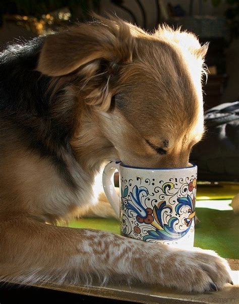 915 Am You Recharge With A Little Caffeine Dogs Animals Dog Life