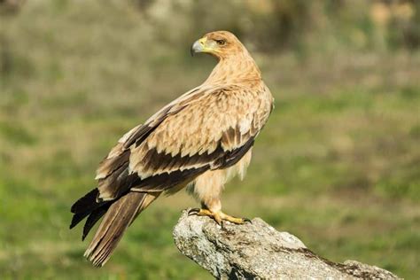 Spanish Imperial Eagle The Ultimate Guide Operation Migration
