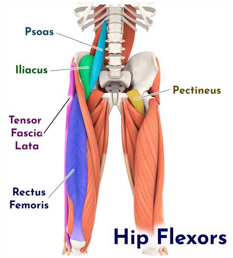 Hip Flexors Combo — Elasticsteel