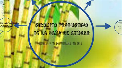 Circuito Productivo De La Caña De Azúcar By Melu Pachko On Prezi