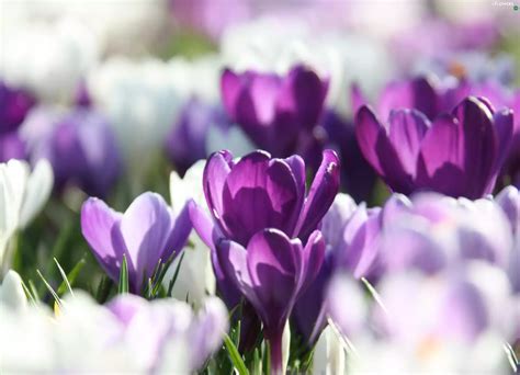 Spring Purple Crocuses Flowers Wallpapers 2663x1925