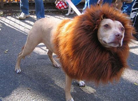 Funny Animal Hairstyles Lion Dog 8
