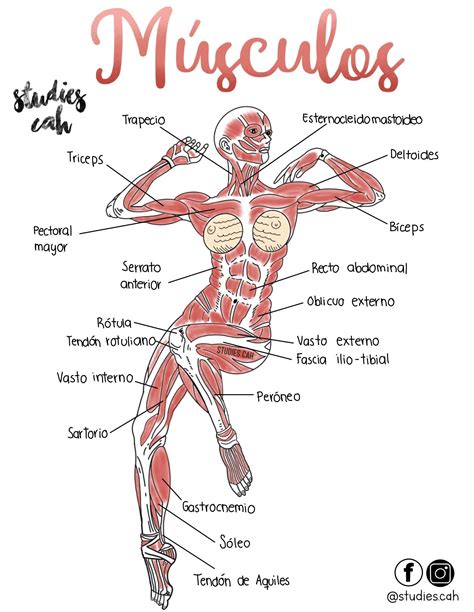 Infografia Sistema Muscular En Sistema Del Cuerpo Humano Images 17640