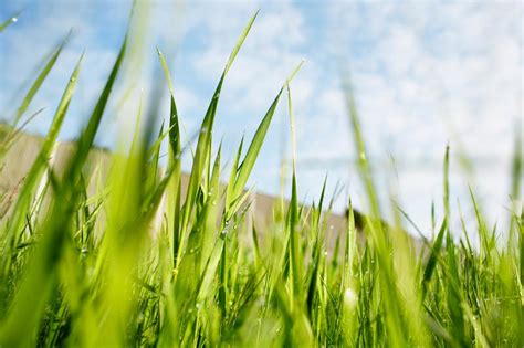 Your Guide To Bermuda Grass Knowing The Ins And Outs Lovetoknow