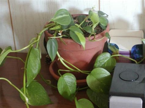 Philodendron types rio vs brazil. Pothos/Brazil Philodendron mix | Planting herbs, Plants ...