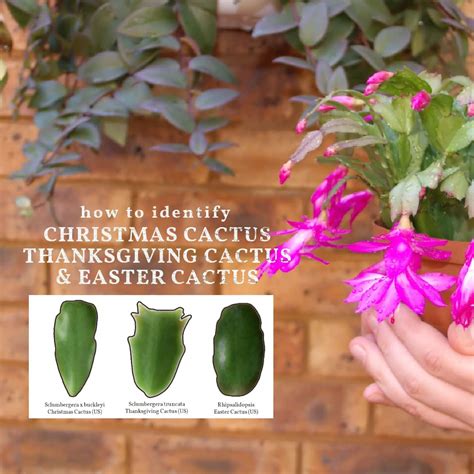 Christmas Cactus Or Thanksgiving How To Id Your Plant