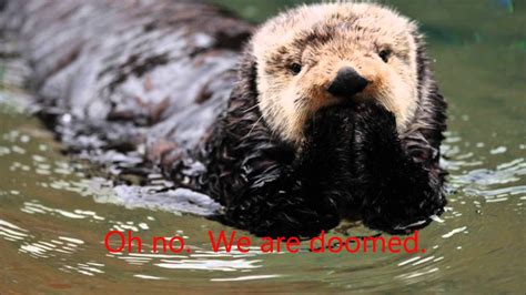 A Funny Sea Otter Video Youtube