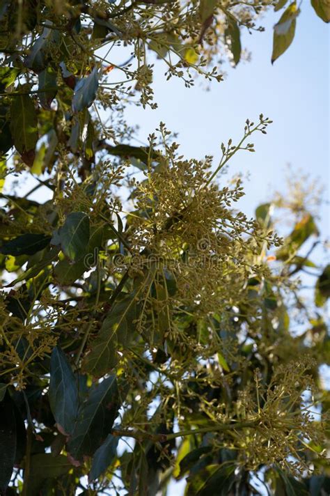 Seasonal Blossom Of Evergreen Avocado Trees On Plantations In Costa