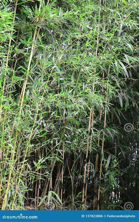 Grandes Tiges En Bambou Avec Des Feuilles Photo Stock Image Du