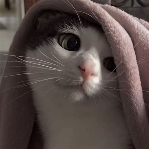 Crunchy Cat Meme Cute Adorable Pfp Idea Discord Twitter Instagram Cat
