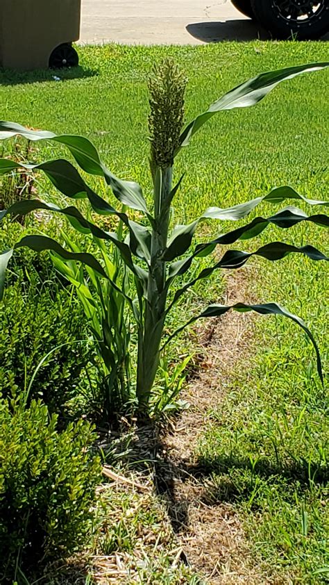 Anyone Know What This Is Looks Like A Corn Stalk Growing In My Flower Bed Flower Beds My