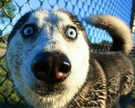 Scroll down to see the funniest examples and don't forget to leave a comment about how offended you feel and how poor taste this is! 20 Most Funniest Animal Face Pictures Of All The Time