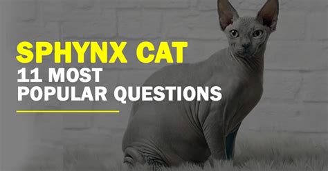 Sphynx Cat 11 Most Popular Questions The Super Fox