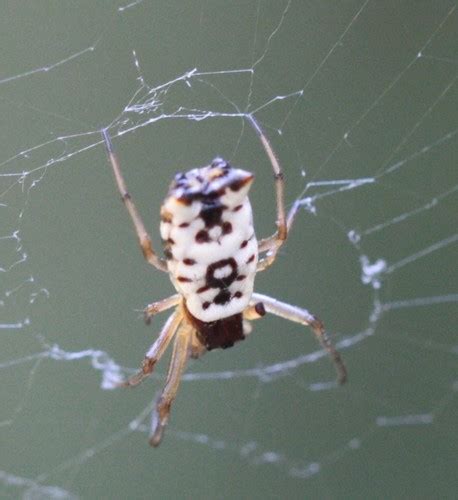 Video availability outside of united states varies. Spiders of the Southeastern United States's Check List ...