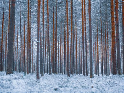 Download Wallpaper 1600x1200 Forest Trees Winter Snow