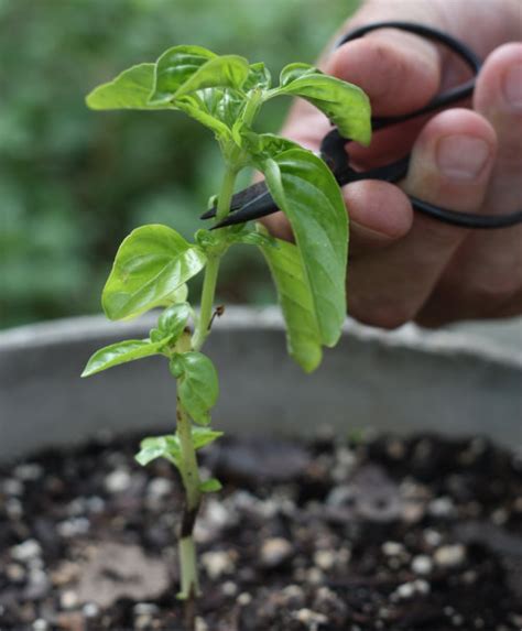 How To Grow And Propagate Basil From Cuttings 17 Apart