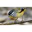 Have You Seen A Spotted Pardalote  Waterbrook