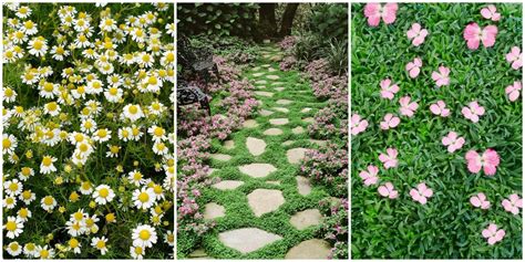 13 Best Ground Cover Flowers And Plants Low Growing Perennial Flowers