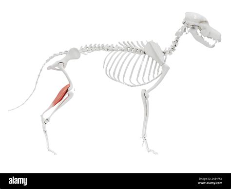 Ilustración 3d Prestados Del Perro Anatomía Del Músculo Gastrocnemio