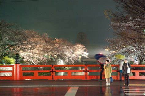 Jeffrey Friedls Blog Wet And Gloomy Cherry Blossom Lightup In Kyoto