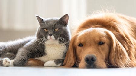 Huskies (or also known as siberian huskies) can also be very stubborn and will simply refuse to eat certain foods if they dislike it. Cats That Are Good with Dogs
