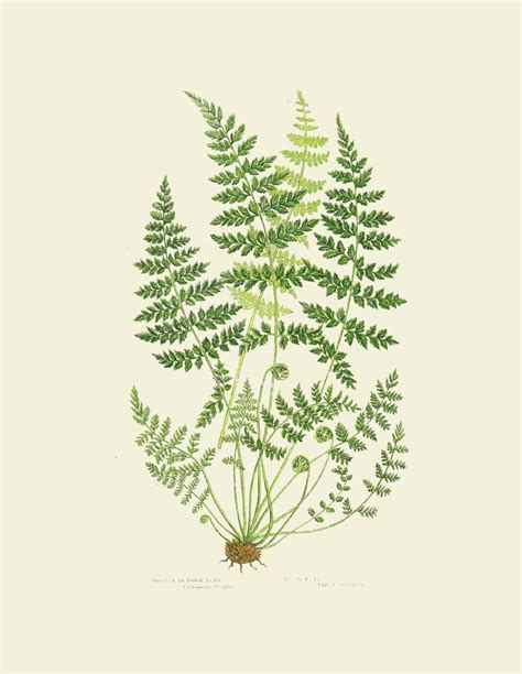 Fern Botanical Print Collection Botanical Illustration Vintage