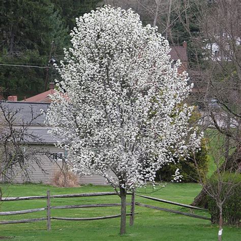 Landscape Basics 7 Gallon Shade Tree Flowering Pear Redspire The