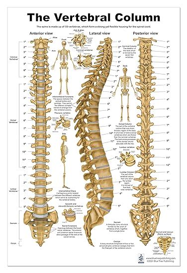 The Vertebral Column Spine Anatomical Poster Size 24wx36t