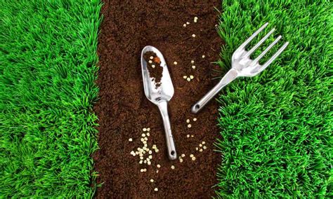 How To Grow Grass From Seeds When To Seed