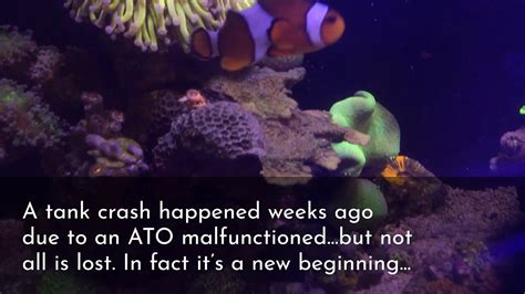 12g Nano Reef Tank Crash And How I Get It Back Youtube