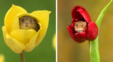 Bunga sendiri tidak sulit untuk di temui pasalnya hampir dimanapun pastinya kita akan menemukan dengan tumbuhan yang indah ini. 10 Foto Tikus di Dalam Bunga Tulip Karya Miles Herbert Ini ...