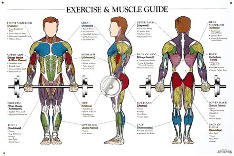 Human Muscles In Body at Sandra Rodriguez blog