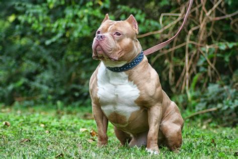 American bully pit bull puppies such as the one shown above are rapidly growing in popularity. American Bully - Great Dog Breeds