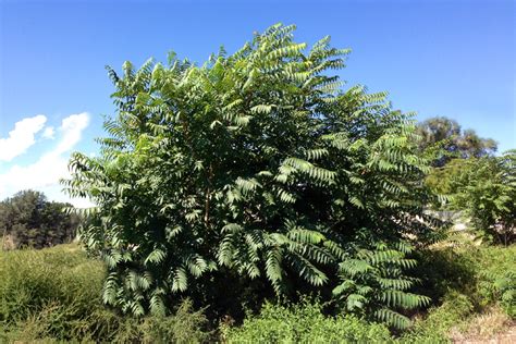 Wild Utah photos ofthe invasive plant, Tree of Heaven, Ailanthus altissima,