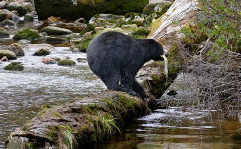 Wildlife Viewing On The Olympic Peninsula And Olympic National Park