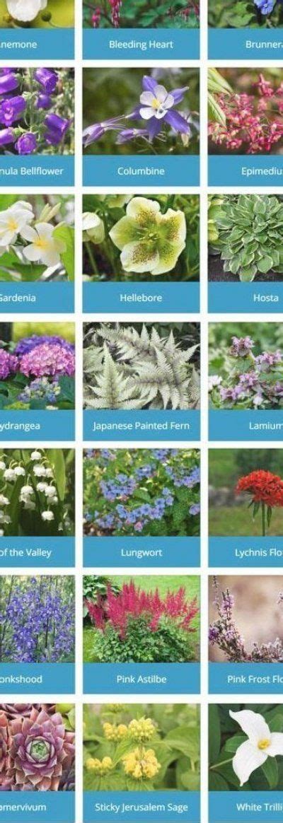 And the list goes on… so, look outside, figure out if your garden beds are soaking up the sun or staying cool and cozy in the shade and continue reading for our favourite 5. 22 perennials that like shade # in 2020 | Plants that love ...