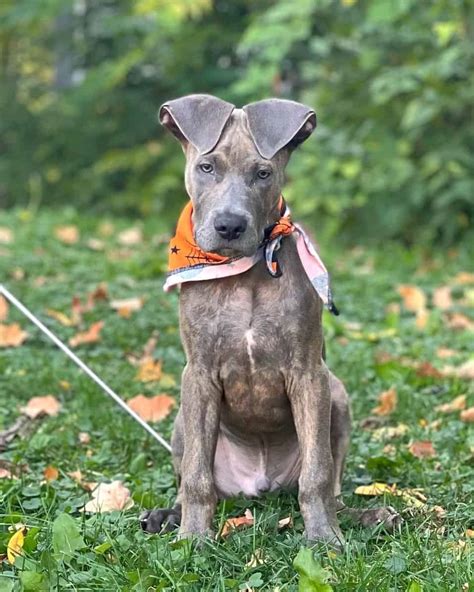 Great Dane Mixed With Pitbull Puppies