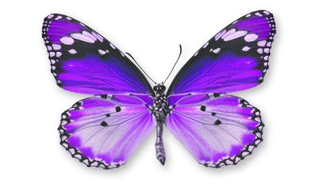 Butterfly Symbolism How These Enchanting Insects Guide Our Spiritual