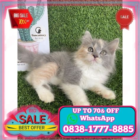 Jual Kucing Persia Kitten Ragdoll Himalaya Flatnose Longhair Medium Free Ongkir Se Jabodetabek