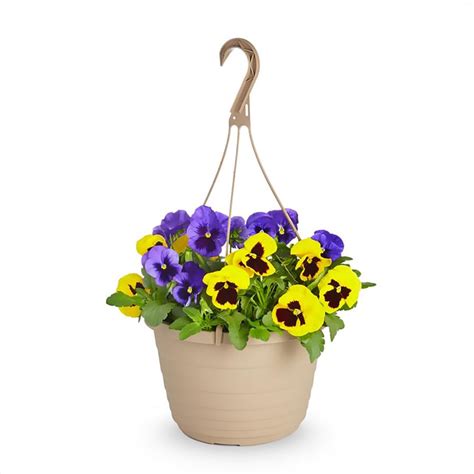 15 Gallon Multicolor Pansy In Hanging Basket L5048 At