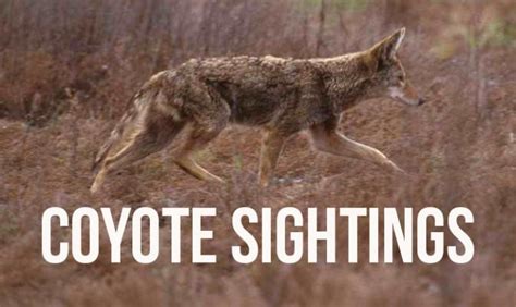 Coyote Sightings Important Information Leash Free Mississauga